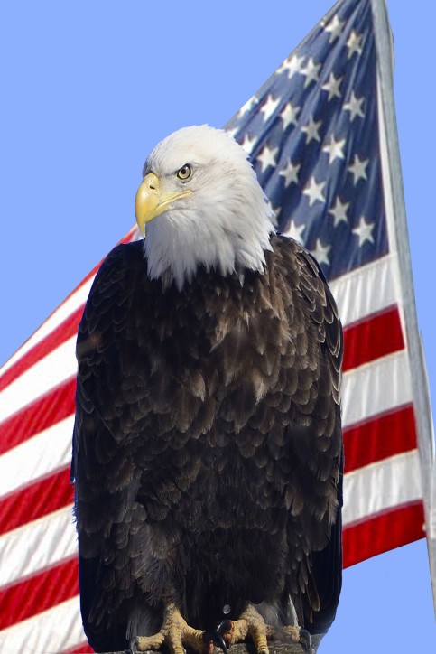 eagle and flag 2019